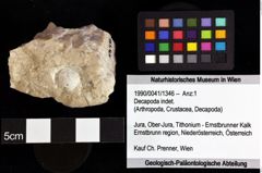 Foto (Objket + Etiketten) von Decapoda indet. 